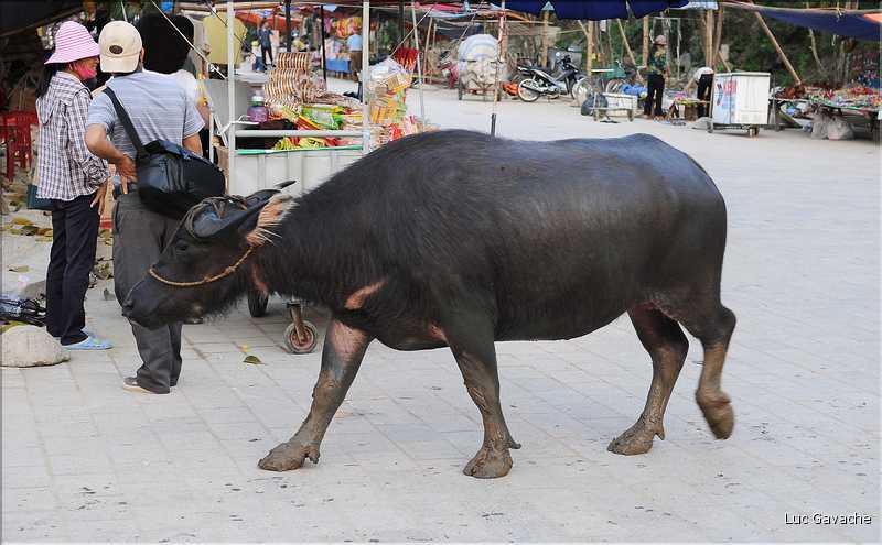 Le buffle est l'animal indispensable dans la culture du riz en zone humide. (3)