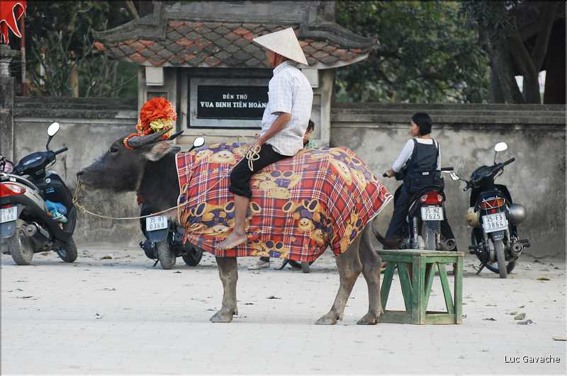 Le buffle est l'animal indispensable dans la culture du riz en zone humide. (5)