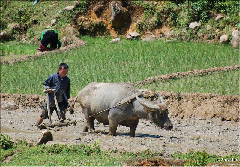 ...  les cultures, principalement de riz, se succèdent. (2)