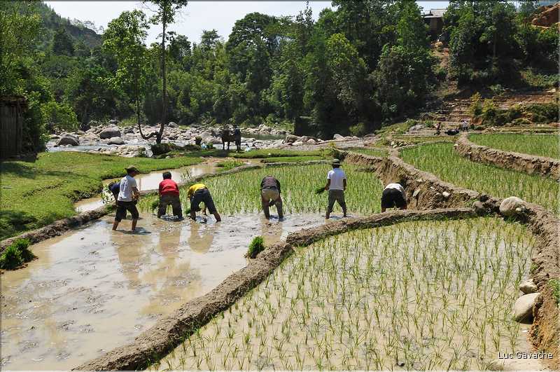 ...  les cultures, principalement de riz, se succèdent. (3)