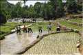 ...  les cultures, principalement de riz, se succèdent. (3)