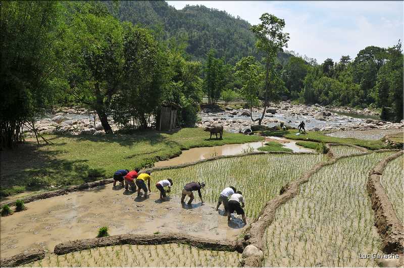 ...  les cultures, principalement de riz, se succèdent. (4)