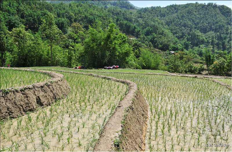 ...  les cultures, principalement de riz, se succèdent. (7)