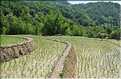 ...  les cultures, principalement de riz, se succèdent. (7)