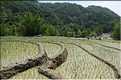 ...  les cultures, principalement de riz, se succèdent. (8)