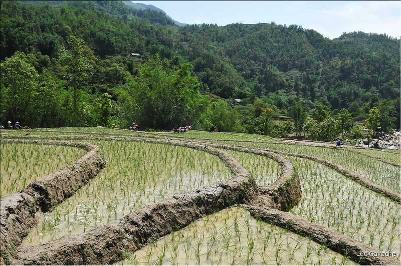 ...  les cultures, principalement de riz, se succèdent. (9)