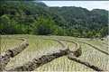 ...  les cultures, principalement de riz, se succèdent. (9)