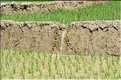 ...  les cultures, principalement de riz, se succèdent. (10)