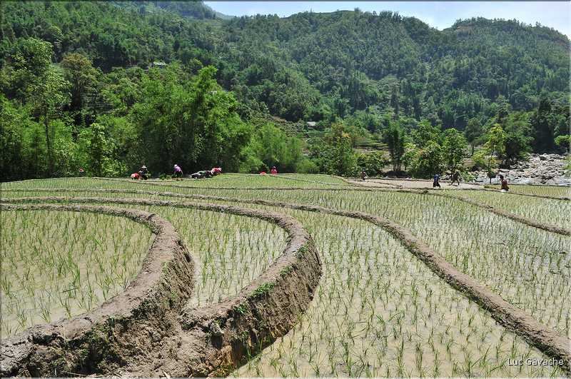 ...  les cultures, principalement de riz, se succèdent. (11)