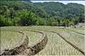 ...  les cultures, principalement de riz, se succèdent. (11)