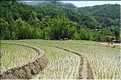 ...  les cultures, principalement de riz, se succèdent. (12)