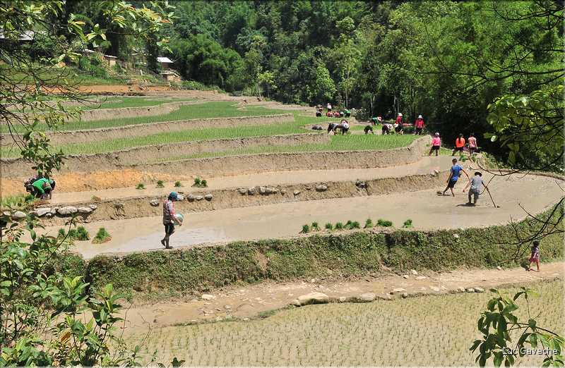 ...  les cultures, principalement de riz, se succèdent. (14)
