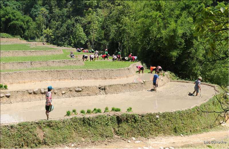 ...  les cultures, principalement de riz, se succèdent. (15)