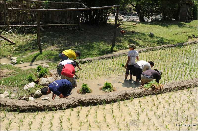...  les cultures, principalement de riz, se succèdent. (16)