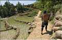...  les cultures, principalement de riz, se succèdent. (17)