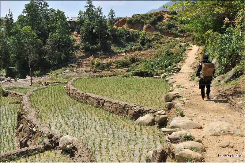 ...  les cultures, principalement de riz, se succèdent. (18)