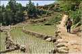 ...  les cultures, principalement de riz, se succèdent. (18)