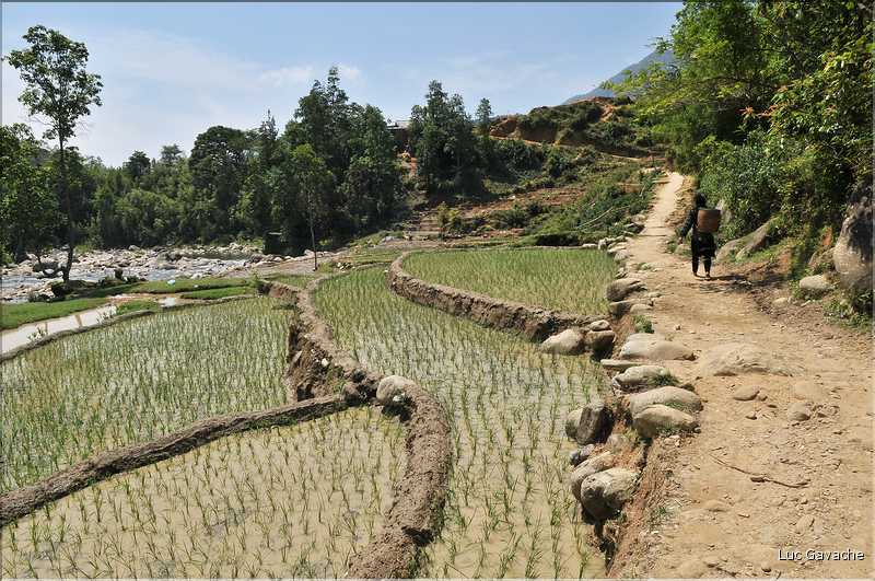 ...  les cultures, principalement de riz, se succèdent. (19)