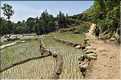 ...  les cultures, principalement de riz, se succèdent. (19)