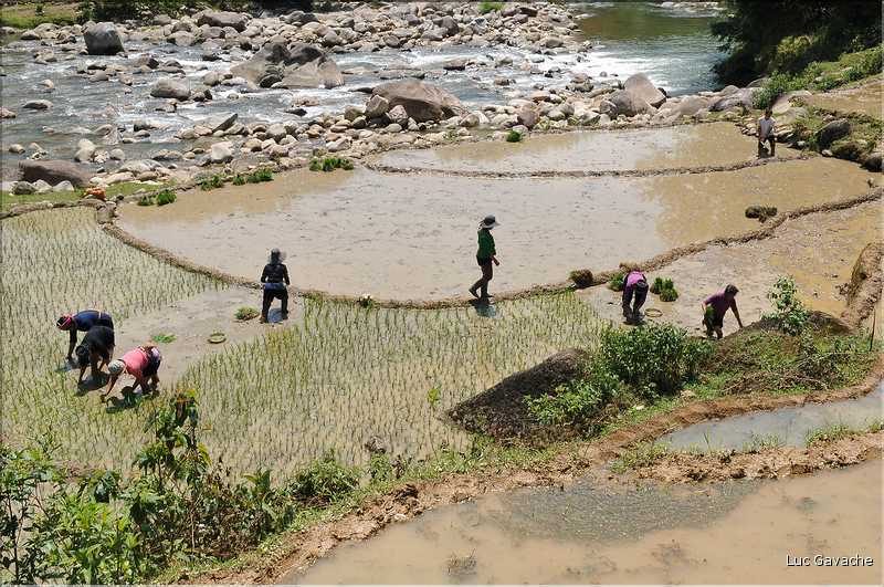 ...  les cultures, principalement de riz, se succèdent. (20)