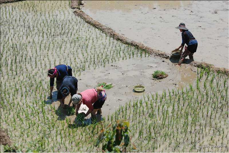 ...  les cultures, principalement de riz, se succèdent. (21)