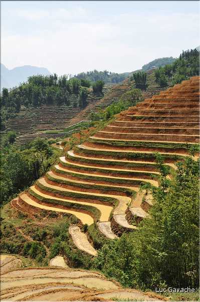...  les cultures, principalement de riz, se succèdent. (25)