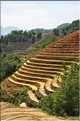 ...  les cultures, principalement de riz, se succèdent. (25)