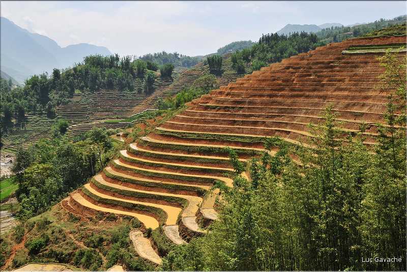 ...  les cultures, principalement de riz, se succèdent. (26)