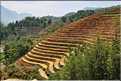 ...  les cultures, principalement de riz, se succèdent. (26)