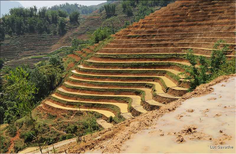 ...  les cultures, principalement de riz, se succèdent. (27)