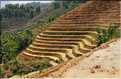 ...  les cultures, principalement de riz, se succèdent. (27)