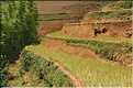 ...  les cultures, principalement de riz, se succèdent. (28)