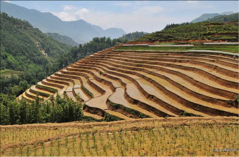 ...  les cultures, principalement de riz, se succèdent. (29)