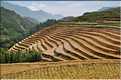 ...  les cultures, principalement de riz, se succèdent. (29)