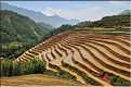 ...  les cultures, principalement de riz, se succèdent. (30)
