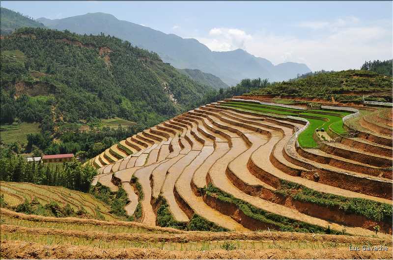 ...  les cultures, principalement de riz, se succèdent. (31)
