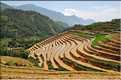 ...  les cultures, principalement de riz, se succèdent. (31)