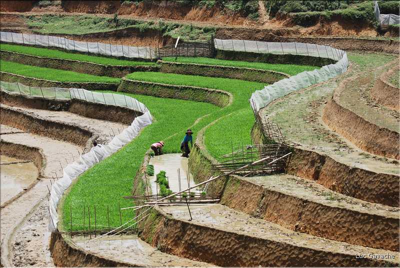 ...  les cultures, principalement de riz, se succèdent. (32)
