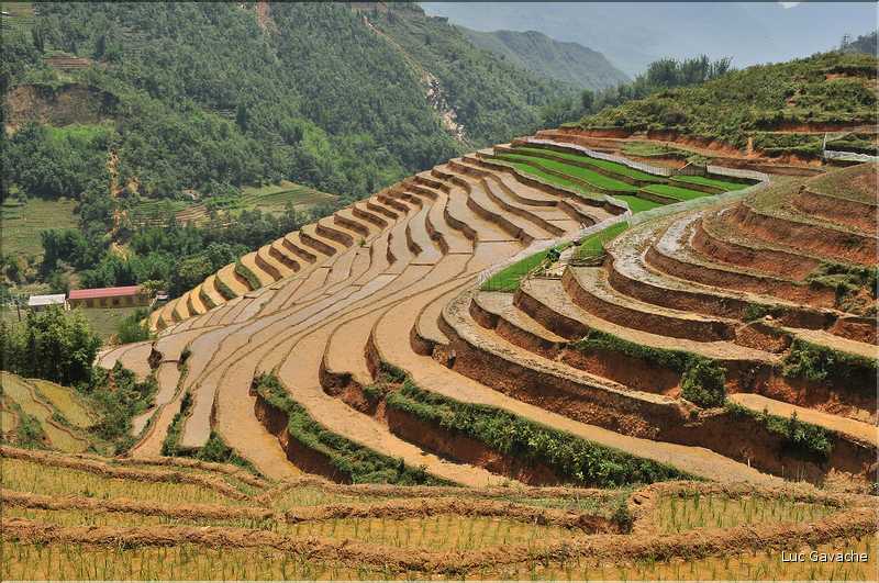 ...  les cultures, principalement de riz, se succèdent. (33)