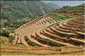 ...  les cultures, principalement de riz, se succèdent. (33)