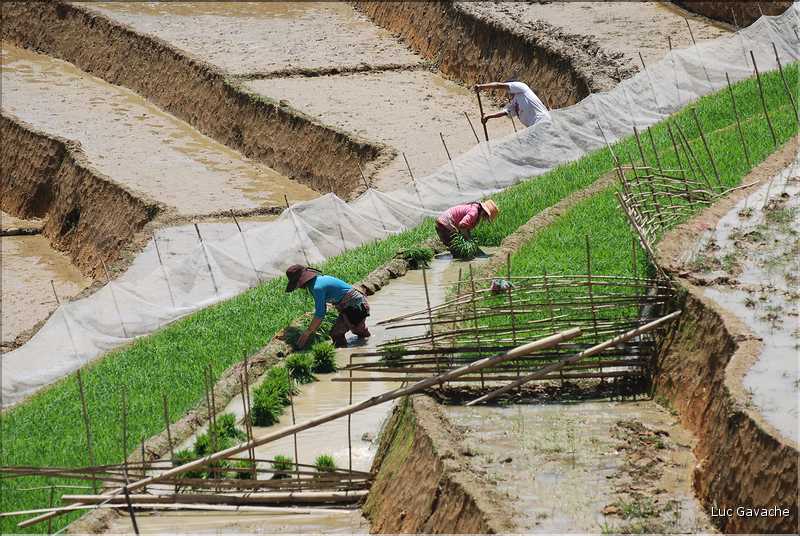...  les cultures, principalement de riz, se succèdent. (34)