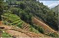 ...  les cultures, principalement de riz, se succèdent. (84)