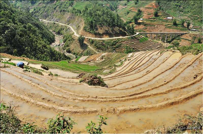 ...  les cultures, principalement de riz, se succèdent. (86)