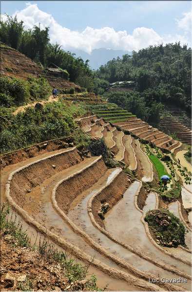 ...  les cultures, principalement de riz, se succèdent. (87)