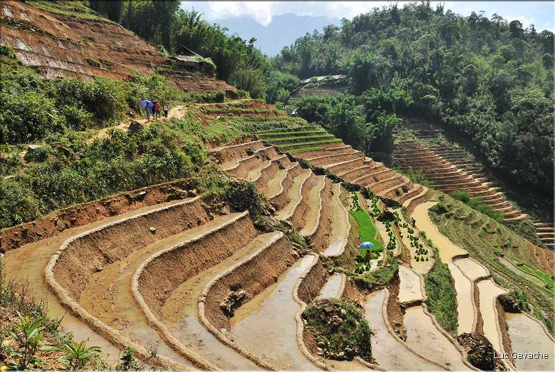 ...  les cultures, principalement de riz, se succèdent. (88)