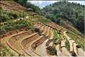 ...  les cultures, principalement de riz, se succèdent. (88)