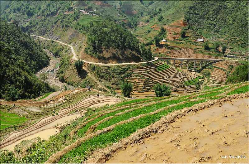 ...  les cultures, principalement de riz, se succèdent. (89)