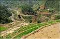 ...  les cultures, principalement de riz, se succèdent. (89)