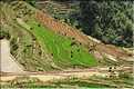 ...  les cultures, principalement de riz, se succèdent. (90)
