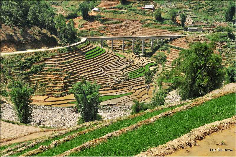 ...  les cultures, principalement de riz, se succèdent. (91)